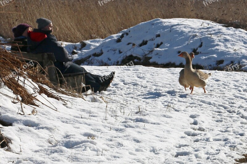 Nature Winter Snow Animals Animal