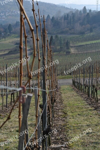 Vineyards Vines Wine Grapes Winegrowing