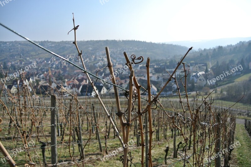 Vineyards Vines Wine Grapes Winegrowing