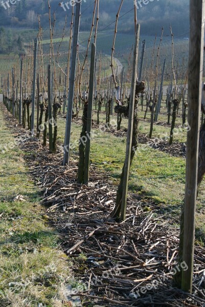 Vineyards Vines Wine Grapes Winegrowing