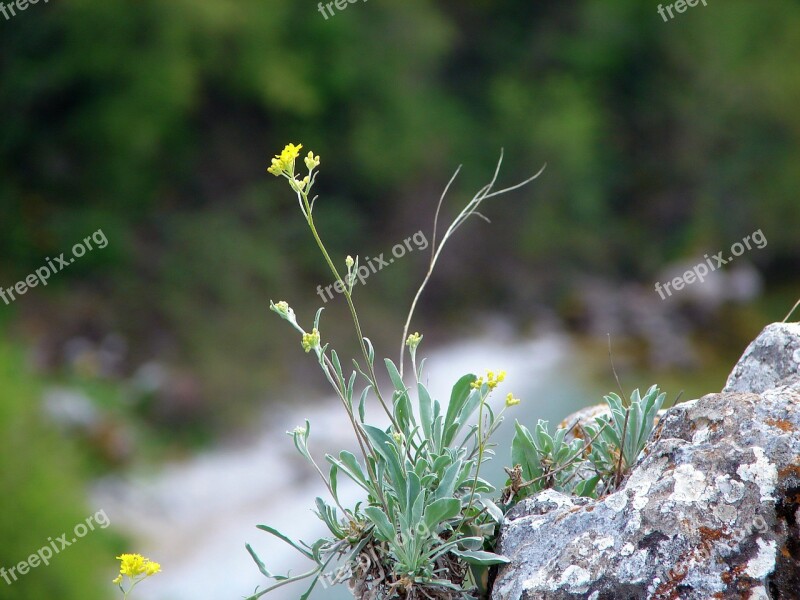 Plant Flower Rocks Desert Nature