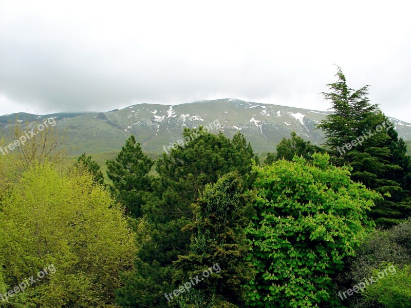 Forest Trees Green Nature Ecology