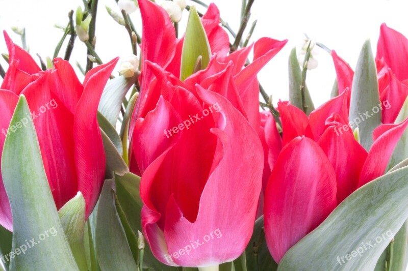 Tulip Lily Spring Nature Flowers