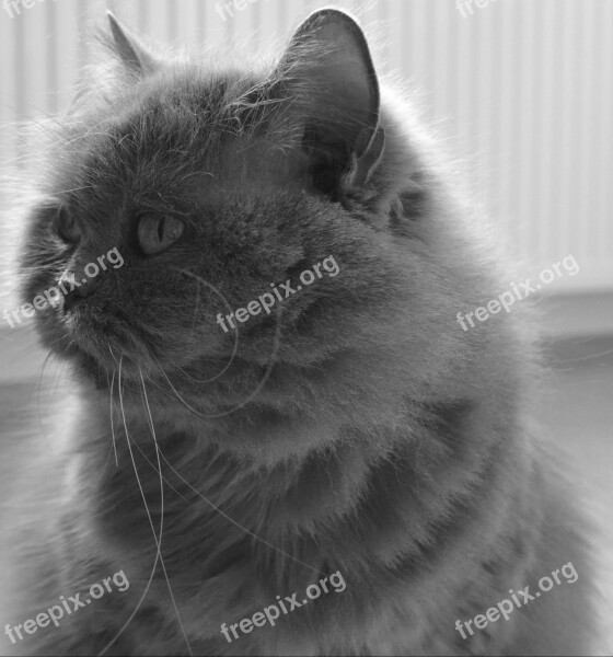 Cat British British Longhair Cat Highlander Free Photos