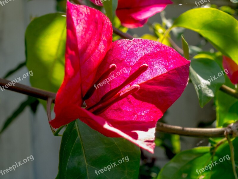 Blossom Bloom Flower Flowering Shrub Red