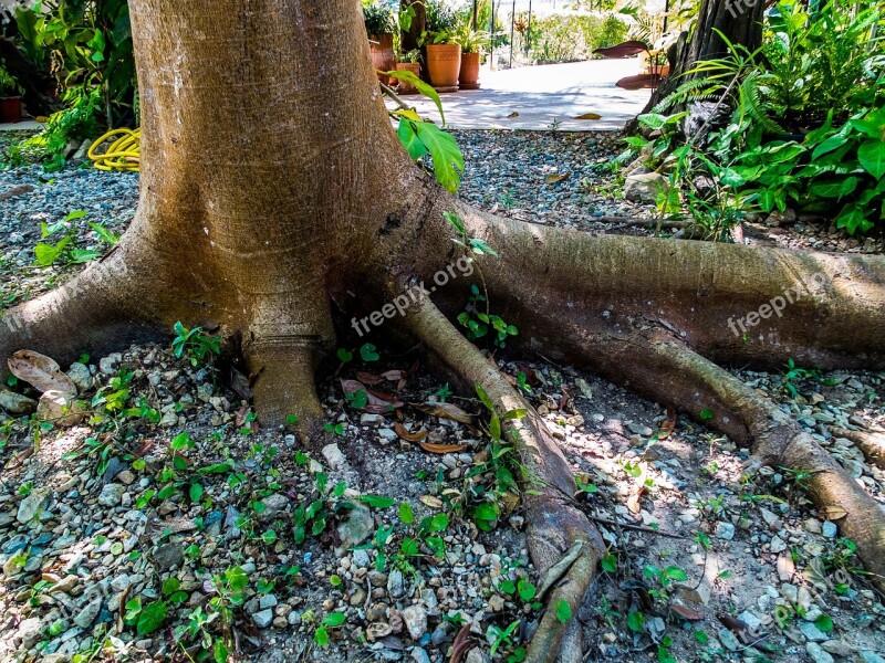 Log Tree Bark Root Free Photos