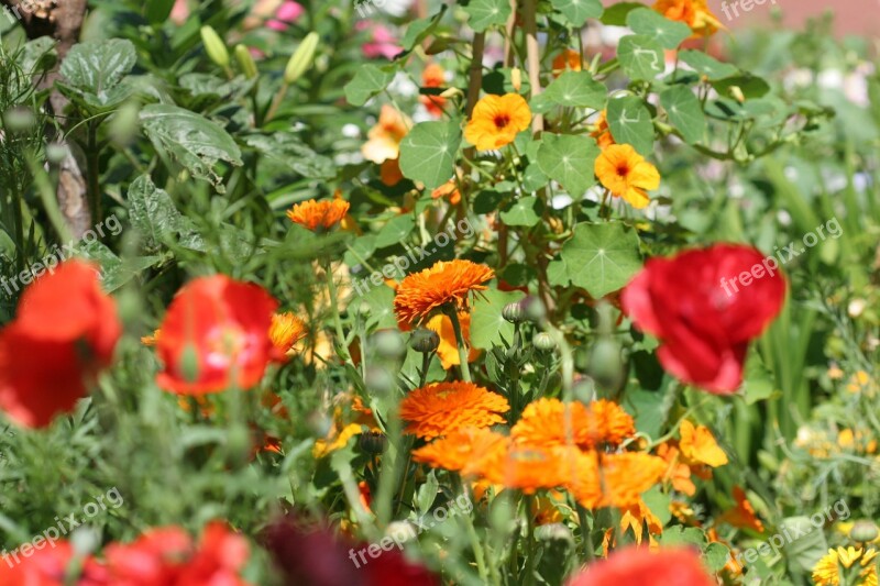 Klatschmohn Marigold Thunbergia Red Yellow