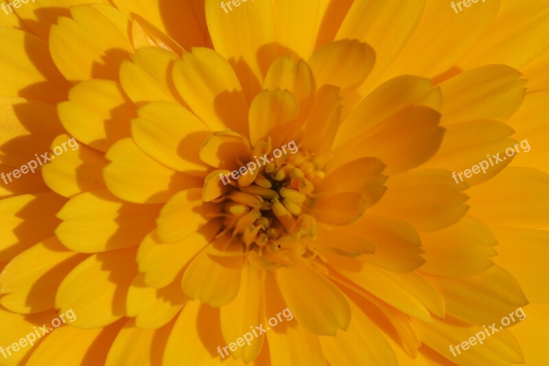 Marigold Flower Yellow Calendula Officinalis Summer Flowers