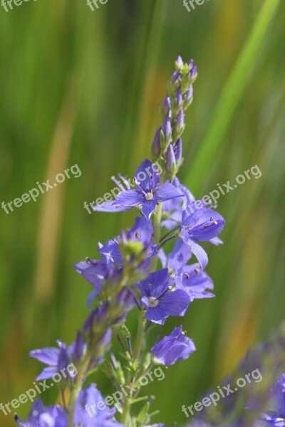 Veronica Teucrium Multicolor Veronica Teucrium Honorary Award