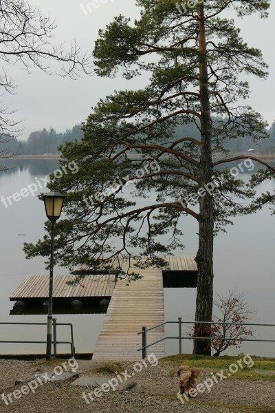 Lake Waters Tree Pine Web