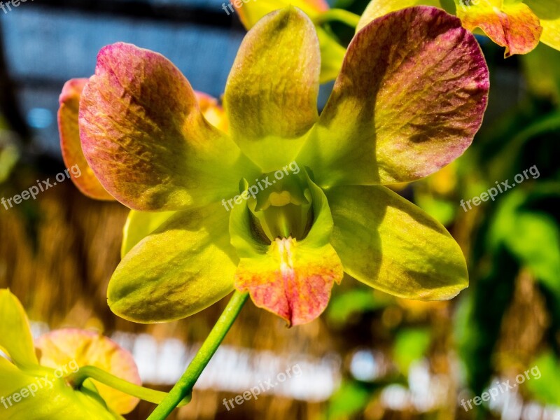 Orchid Flower Blossom Bloom Green