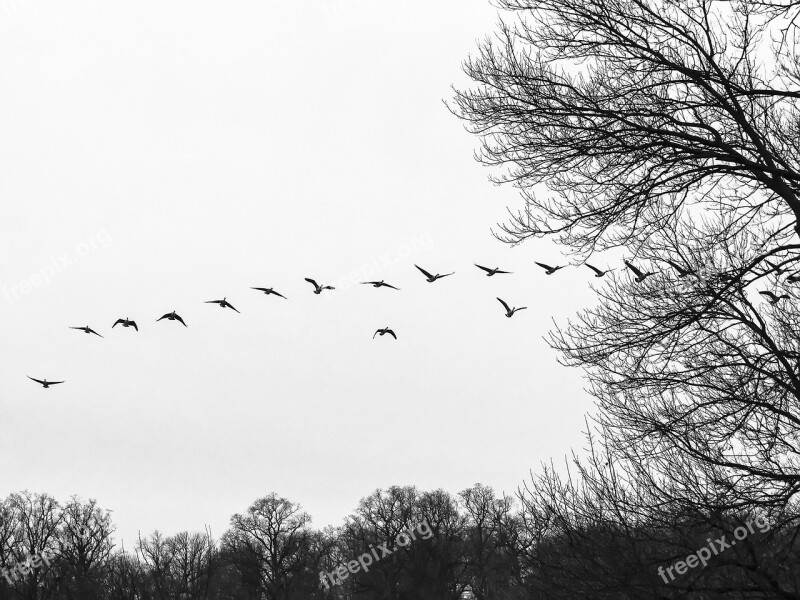 Flock Flocking Geese Birds Birds Flying