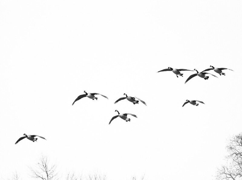 Geese Birds Birds Flying Waterfowl Bird