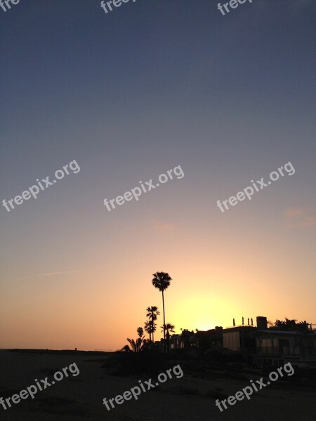 Beach Palm Tree Palm Trees Sunset Dusk