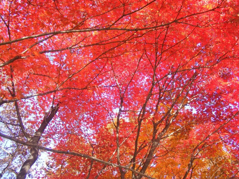 Autumn Leaves Red Maple Leaf Autumn Free Photos