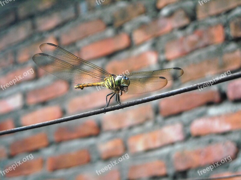 Dragonfly Eating Insects Wire Wall