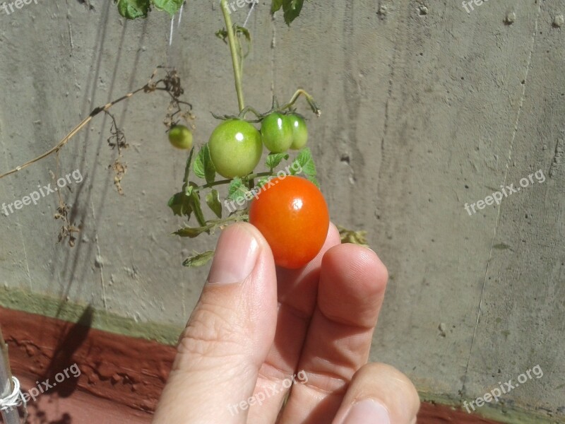 Tomato Garden Close-up Garden Veggies Vegetables