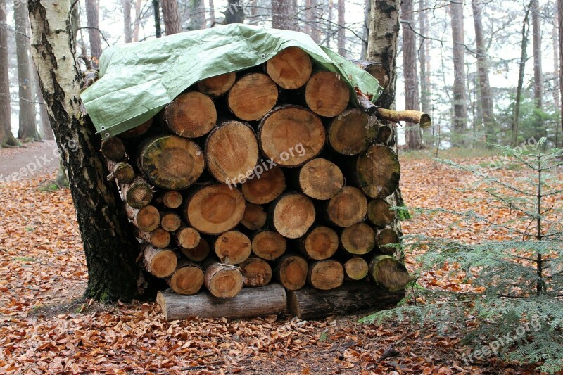 Forest Nature Wood Firewood Holzstapel