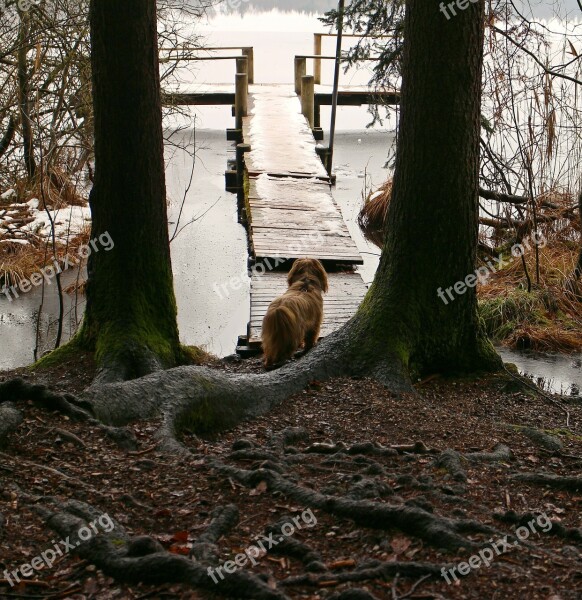 Nature Trees Root Animal Dog