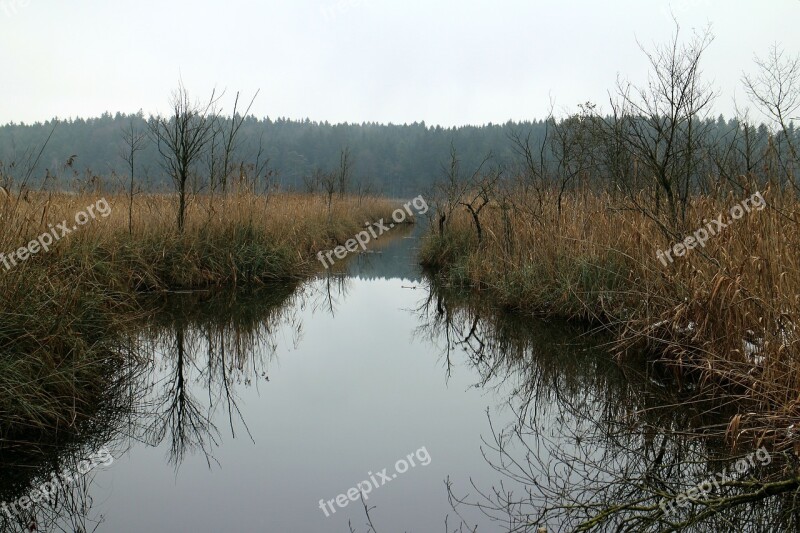 Channel Reed Moor Water Plant