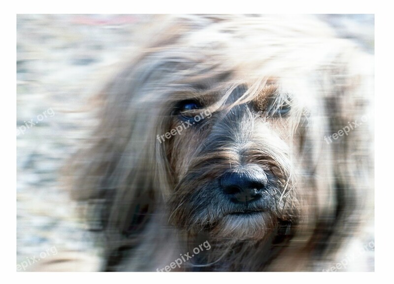 Terrier Canine Tibetan Terrier Pet Animal