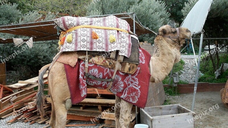 Camel Dromedary Desert Turkey Safari