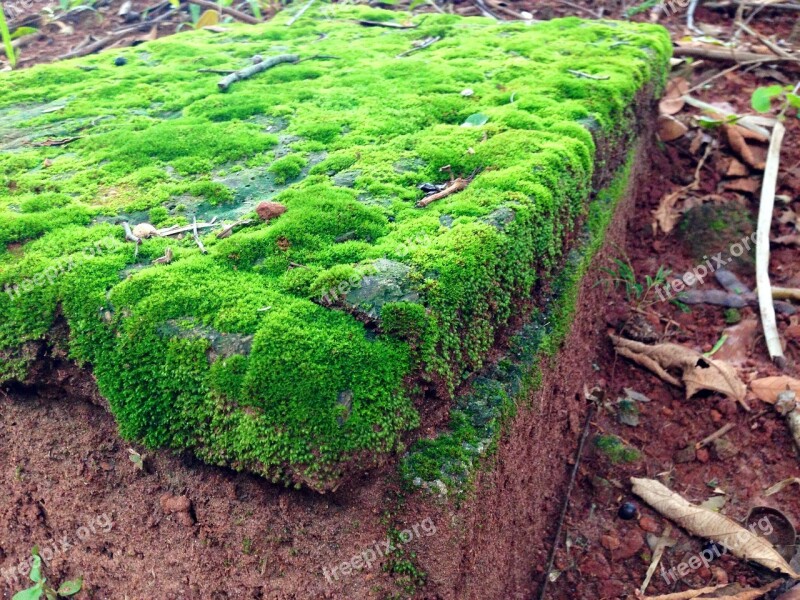 Mosses Bryophytes Green Free Photos