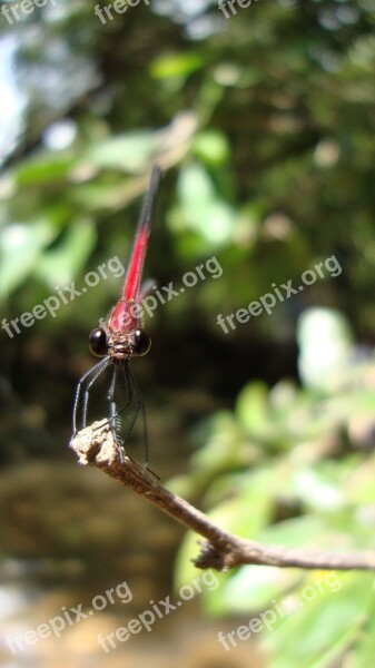 Dragonfly Anisoptera Epiprocta Free Photos