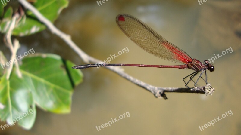 Dragonfly Anisoptera Epiprocta Free Photos