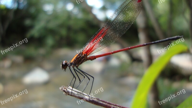 Dragonfly Anisoptera Epiprocta Free Photos