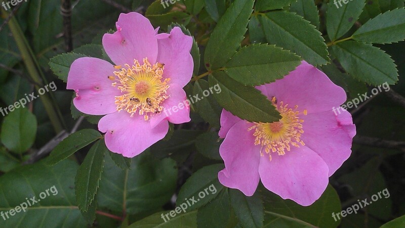 Flower Pretty Purple Flower Beautiful Blossom