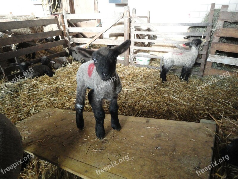 Lamb Lambs Sheep Young Animal Nature