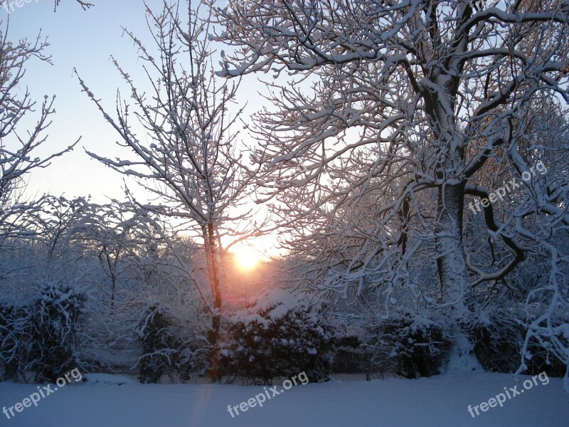 Sunlight Through Trees Snowy Garden Trees Sunlight Shine Through