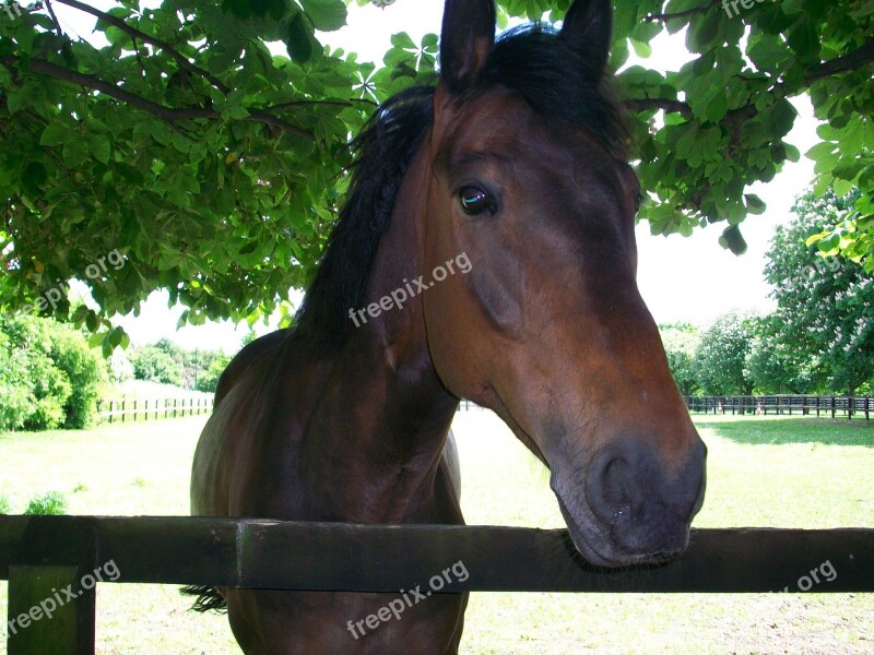 Horse Horse Head Animal Close-up Nature