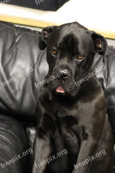 Dog Silly Mastiff Tongue Cute