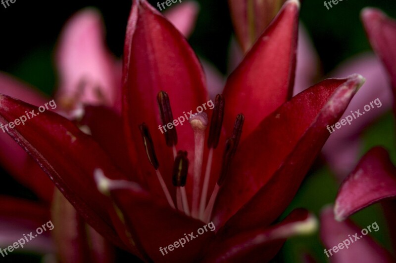 Purple Day Lily Maroon Vibrant Close-up