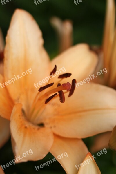 Day Lily Flower Spring Bloom Summer