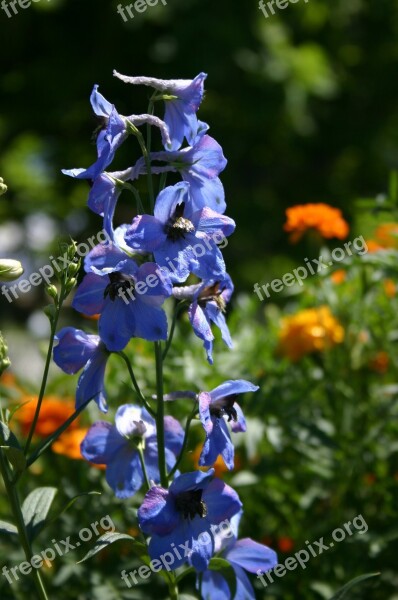 Purple Fox Glove Flower Orang Summer