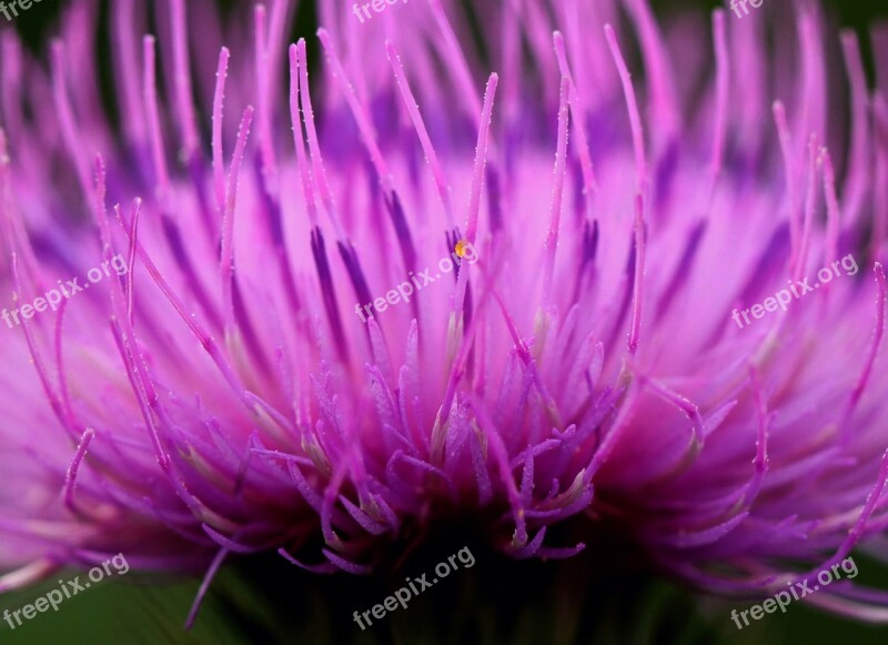 Blossom Bloom Macro Garden Flowers