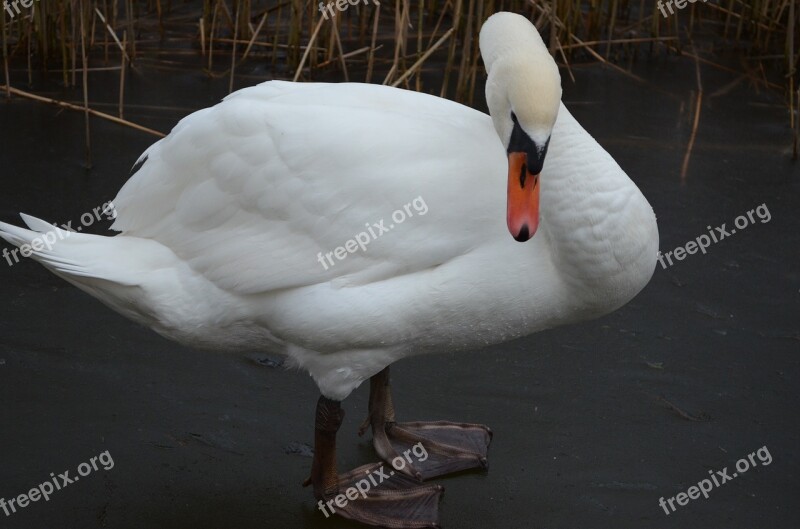 Swan Mute Swan Lake Waters Free Photos