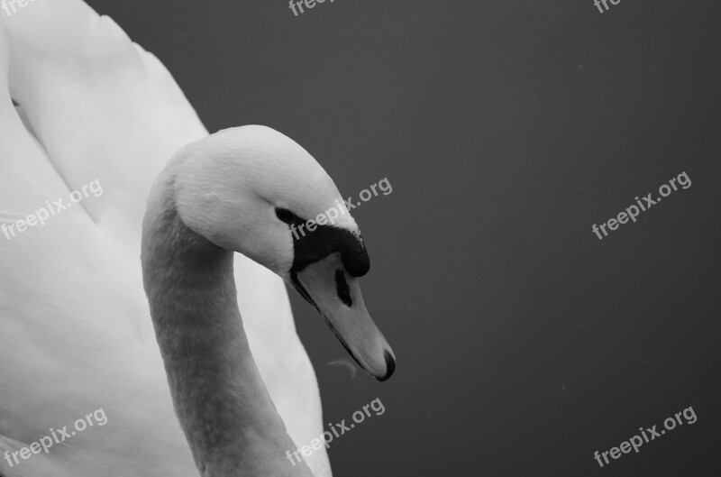 Swan Lake Waters Nature Swan Free Photos