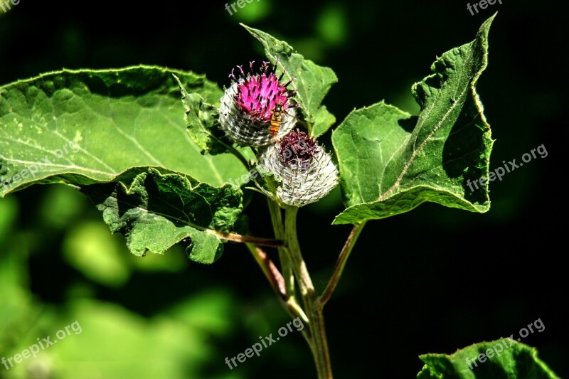 Inflorescence Blossom Bloom Garden Plant Flower