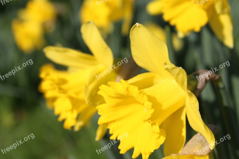 Daffodil Flower Easter Yellow Underside Petals Daffodils