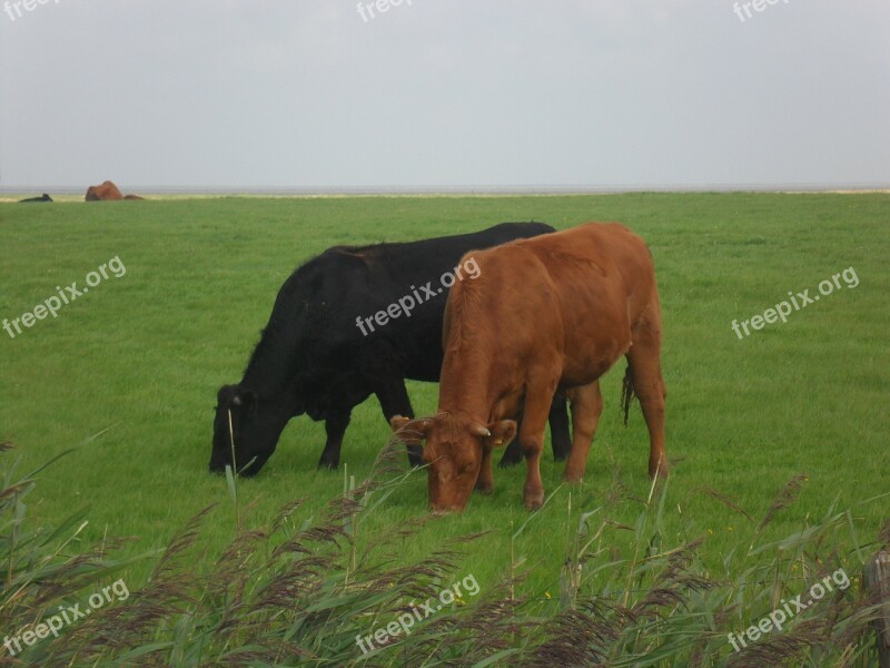 North Sea Cows Pasture Free Photos