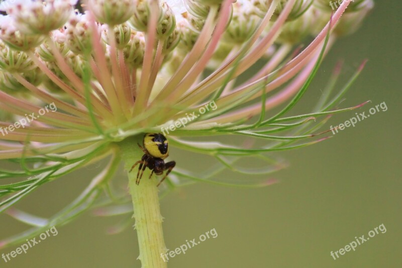 Spider Nature Close Up Isolated Insect