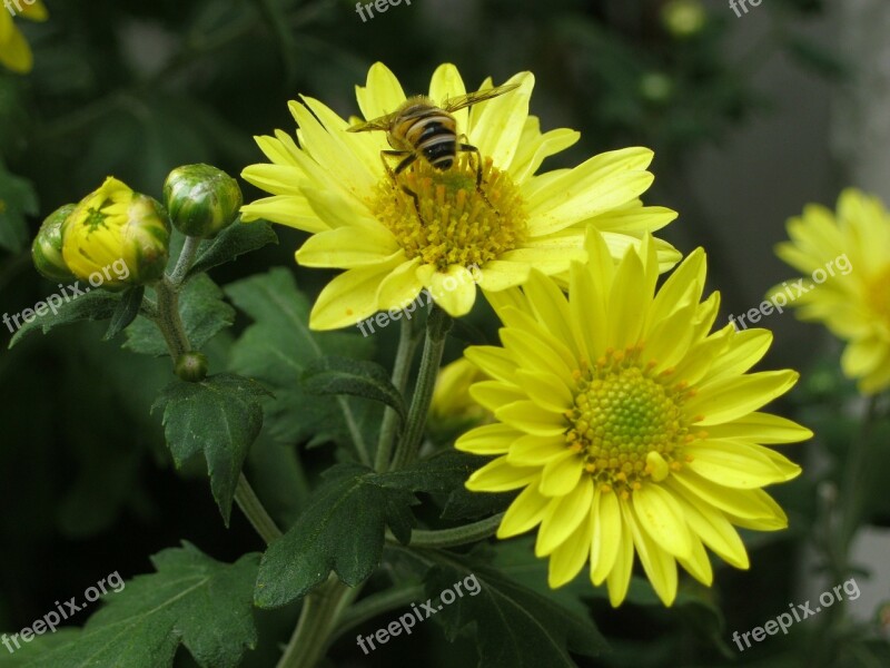 Bee Flowers Chrysanthemum Yellow Yellow Chrysanthemums