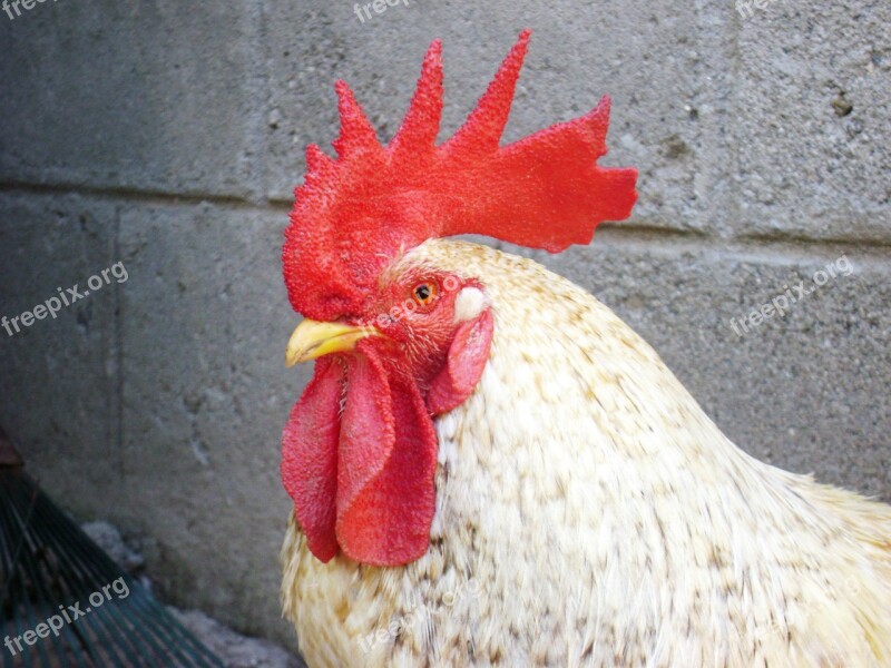 Gallo Crest Red Chicken Free Photos