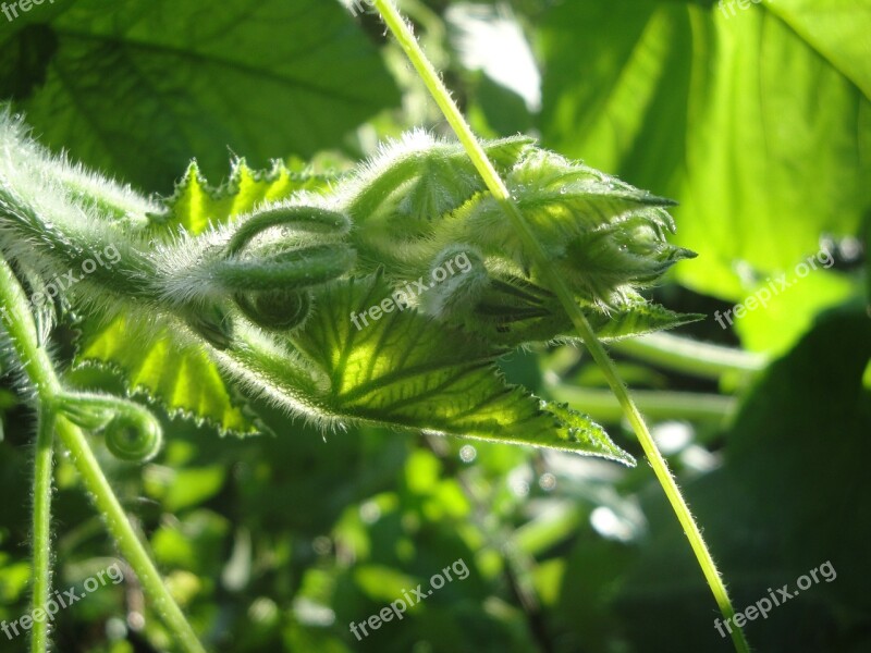 Pumpkin Green Entwine Free Photos