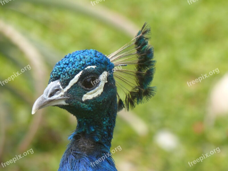 Peacock Head Bird Blue Free Photos