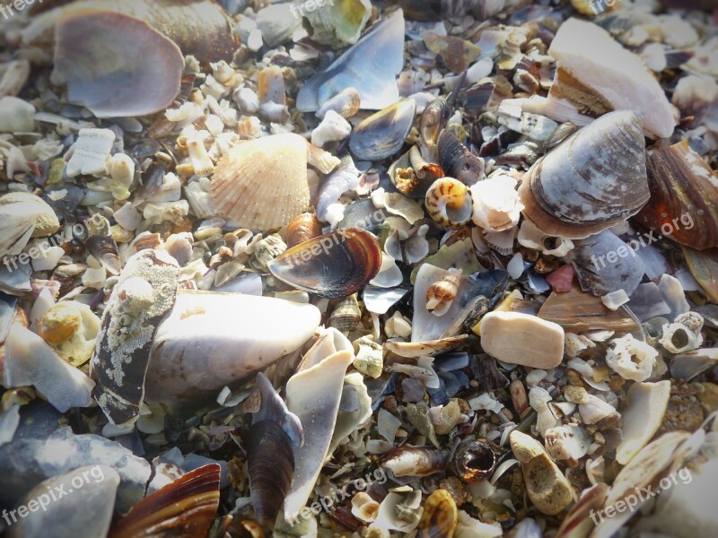 Mussels Beach Close Up Morocco Free Photos